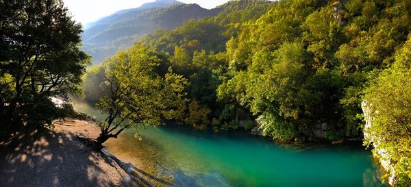 Scenic view of river amidst trees in forest