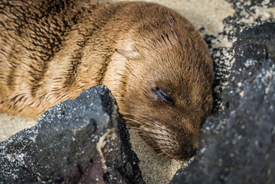 Close-up of seal sleeping at beach