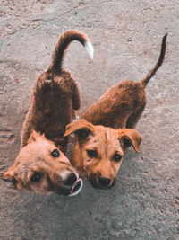 High angle view of a dog on street