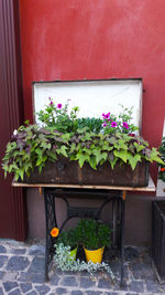 Close-up of potted plant