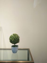 Close-up of potted plant on table