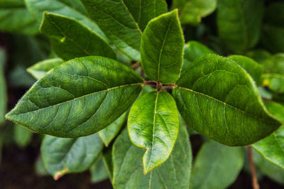 High angle view of plant leaves