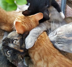 Close-up of cat relaxing