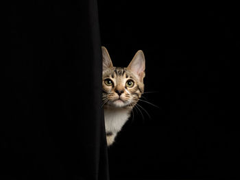 Close-up of cat against black background