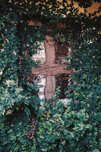 Close-up of ivy on tree