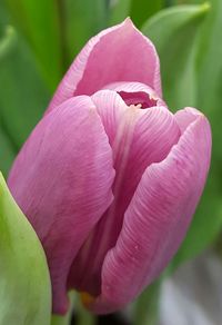 Close-up of pink flowers