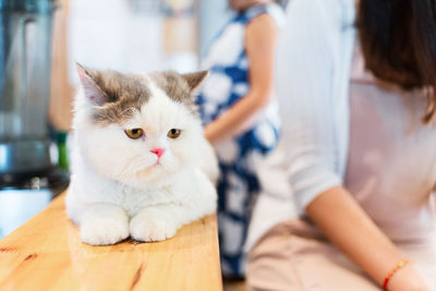 Portrait of cat sitting on bench