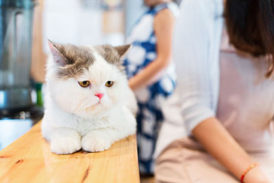 Portrait of cat sitting on bench