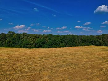 Trees on field against sky