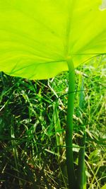 Close-up of fresh green grass in field