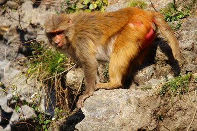 Monkey on rock