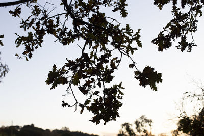 Low angle view of silhouette trees against sky during sunset