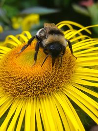 Close-up of bee on yellow flower