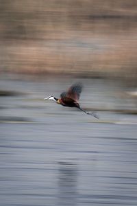 Close-up of bird flying over lake