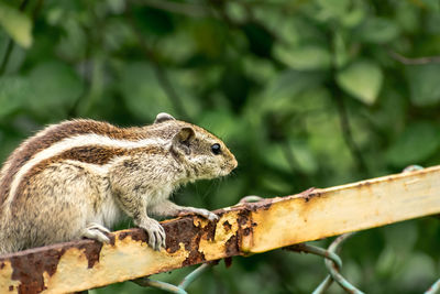 Close-up of squirrel on metal fence