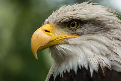 Close-up of eagle