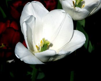 Close-up of white flower blooming outdoors