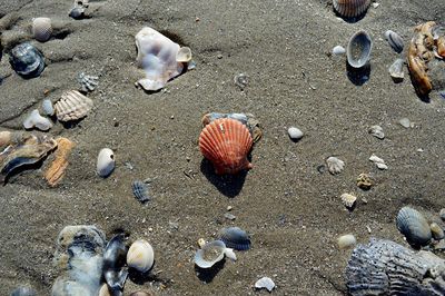 High angle view of shells on beach