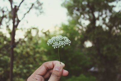 Close-up of hand holding flowering plant