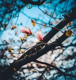 Low angle view of cherry blossom against sky