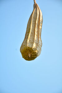 Low angle view of plant against blue sky