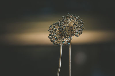 Close-up of wilted dandelion flower