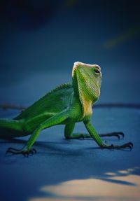 Close-up of green lizard