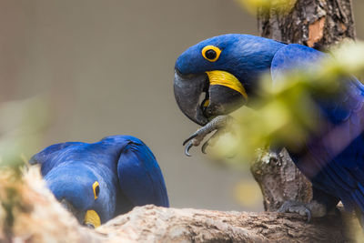 Close-up of bird perching outdoors