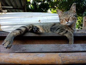 Portrait of a cat resting