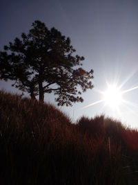 Sun shining through trees