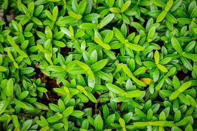 High angle view of seamless leaves