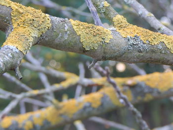 Close-up of plant against blurred background