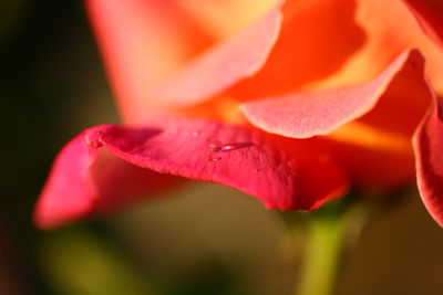 Close-up of water drops on rose petal