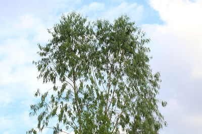 Low angle view of tree against sky