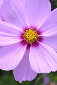 Close-up of pink cosmos flower