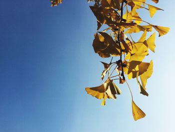 Low angle view of plant against clear blue sky