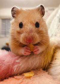 Close-up portrait of a hamster