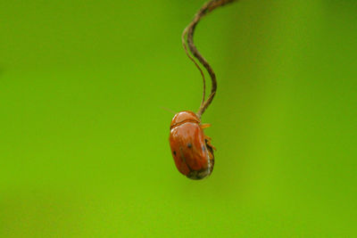 Close-up of insect on leaf