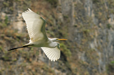 Great egret flying against mountain