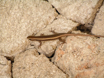 High angle view of lizard on sand