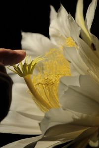 Close-up of hand holding yellow flower