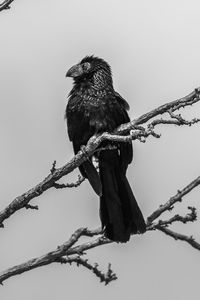 Low angle view of bird perching on branch against sky