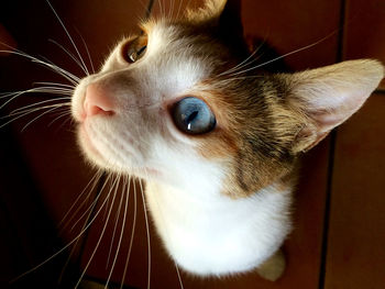 Close-up of cat looking up