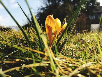 Close-up of plant growing on field