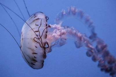 Close-up of jellyfish swimming in sea