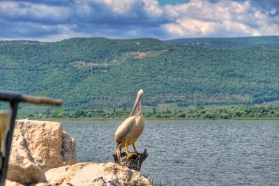 Seagull perching on a lake