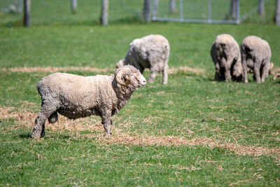 Sheep in a field