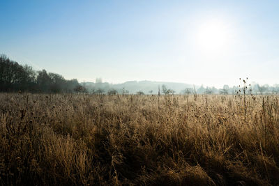 Scenic view of field against clear sky