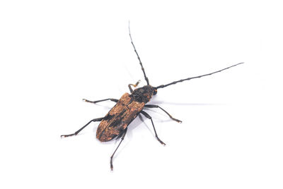 Close-up of insect on white background