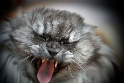 Close-up of cat yawning